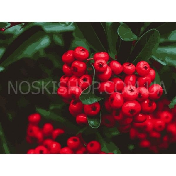 Картина за номерами "Червоні ягоди" 40*50 см* (12011)